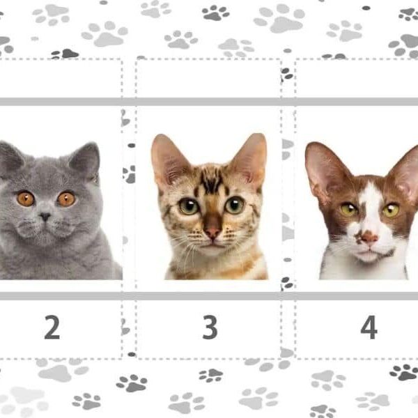 Scegli uno di questi gatti e scopri la risposta in questo test di personalità