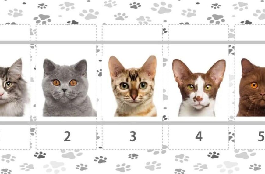 Scegli uno di questi gatti e scopri la risposta in questo test di personalità